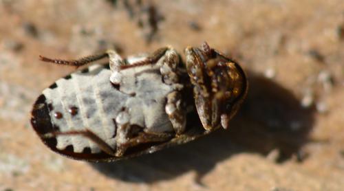 Dermestes mustelinus
